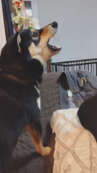 西岡芳隆ブリーダーからお迎えした柴犬：雀（じゃく）ちゃん