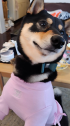 西岡芳隆ブリーダーからお迎えした柴犬：雀（じゃく）ちゃん