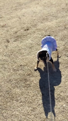 西岡芳隆ブリーダーからお迎えした柴犬：雀（じゃく）ちゃん