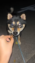 西岡芳隆ブリーダーからお迎えした柴犬：雀（じゃく）ちゃん