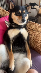 西岡芳隆ブリーダーからお迎えした柴犬：雀（じゃく）ちゃん
