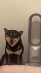 西岡芳隆ブリーダーからお迎えした柴犬：雀（じゃく）ちゃん