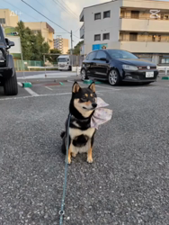 西岡芳隆ブリーダーからお迎えした柴犬：雀（じゃく）ちゃん