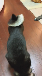 西岡芳隆ブリーダーからお迎えした柴犬：雀（じゃく）ちゃん
