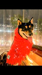 西岡芳隆ブリーダーからお迎えした柴犬：雀（じゃく）ちゃん