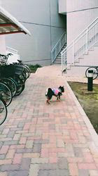 西岡芳隆ブリーダーからお迎えした柴犬：雀（じゃく）ちゃん