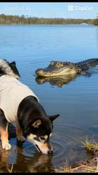 西岡芳隆ブリーダーからお迎えした柴犬：雀（じゃく）ちゃん
