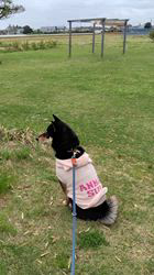 西岡芳隆ブリーダーからお迎えした柴犬：雀（じゃく）ちゃん