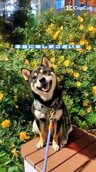 西岡芳隆ブリーダーからお迎えした柴犬：雀（じゃく）ちゃん