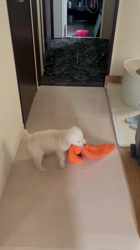 増田眞文ブリーダーからお迎えしたゴールデンレトリバー：ガクトくん