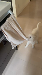 増田眞文ブリーダーからお迎えしたゴールデンレトリバー：ガクトくん