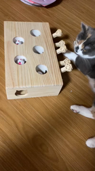 清洋一ブリーダーからお迎えしたスコティッシュフォールド：みりんちゃん