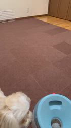 高橋浩ブリーダーからお迎えしたマルプー(トイプードル×マルチーズ)：蘭(らん)ちゃん