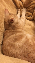 今村美由紀ブリーダーからお迎えしたアメリカンショートヘア：ミイちゃん