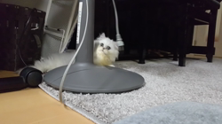 浅田純子ブリーダーからお迎えしたペルシャ(チンチラ)：メルくん