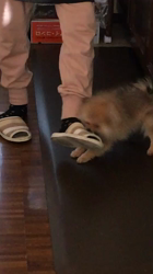 佐藤多恵子ブリーダーからお迎えしたポメラニアン：ぽん太郎くん