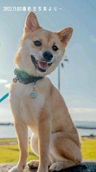 大浜晃一ブリーダーからお迎えした柴犬：小幸くん