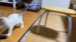 中越富美子ブリーダーからお迎えしたスコティッシュフォールド:まるくん