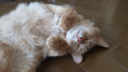 前野幹子ブリーダーからお迎えしたソマリ：れあくん