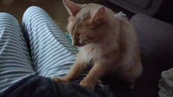 前野幹子ブリーダーからお迎えしたソマリ：れあくん