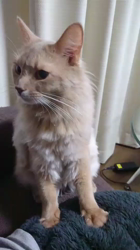 前野幹子ブリーダーからお迎えしたソマリ：れあくん