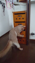 前野幹子ブリーダーからお迎えしたソマリ：れあくん