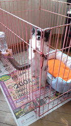 勝間大輝ブリーダーからお迎えしたチワポメ(チワワ×ポメラニアン)：コウくん