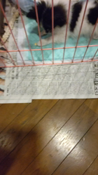 勝間大輝ブリーダーからお迎えしたチワポメ(チワワ×ポメラニアン)：コウくん