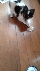 勝間大輝ブリーダーからお迎えしたチワポメ(チワワ×ポメラニアン)：コウくん