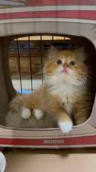 村井令枝ブリーダーからお迎えしたスコティッシュフォールド：菜種ちゃん