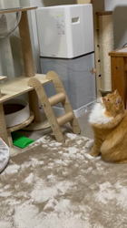 村井令枝ブリーダーからお迎えしたスコティッシュフォールド：菜種ちゃん