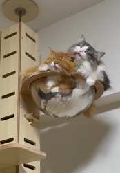 村井令枝ブリーダーからお迎えしたスコティッシュフォールド：菜種ちゃん