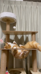 村井令枝ブリーダーからお迎えしたスコティッシュフォールド：菜種ちゃん