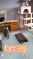佐藤美代子ブリーダーからお迎えしたエジプシャンマウ：チコちゃん