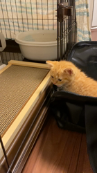 天野恵美子ブリーダーからお迎えしたスコティッシュフォールド：梛(なぎ)くん