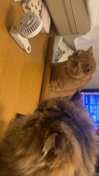 天野恵美子ブリーダーからお迎えしたスコティッシュフォールド：梛(なぎ)くん