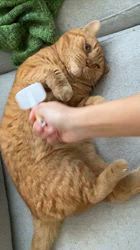 天野恵美子ブリーダーからお迎えしたスコティッシュフォールド：梛(なぎ)くん