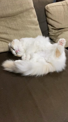 今松澄江ブリーダーからお迎えしたスコティッシュフォールド：おとめちゃん