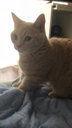 佐藤敦子ブリーダーからお迎えしたマンチカン：猫次郎くん