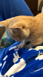 佐藤敦子ブリーダーからお迎えしたマンチカン：猫次郎くん