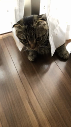 佐藤敦子ブリーダーからお迎えしたマンチカン：猫太くん