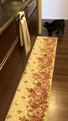 佐藤敦子ブリーダーからお迎えしたマンチカン：猫太くん