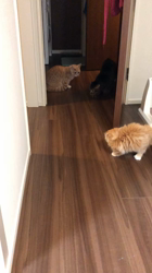 佐藤敦子ブリーダーからお迎えしたマンチカン：猫太くん