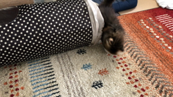 新井熟子ブリーダーからお迎えしたスコティッシュフォールド：音子（ネコ）ちゃん