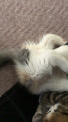 新井熟子ブリーダーからお迎えしたスコティッシュフォールド：音子（ネコ）ちゃん