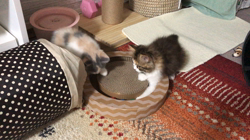 新井熟子ブリーダーからお迎えしたスコティッシュフォールド：音子（ネコ）ちゃん