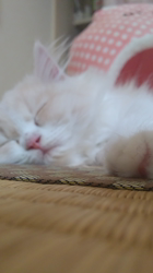 馬場真由美ブリーダーからお迎えしたスコティッシュフォールド：エマちゃん