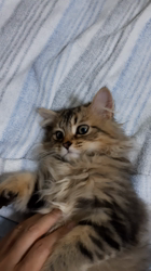 松井やすのブリーダーからお迎えしたミヌエット：甘寝くん