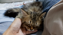 松井やすのブリーダーからお迎えしたミヌエット：甘寝くん