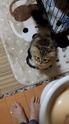 松井やすのブリーダーからお迎えしたミヌエット：甘寝くん